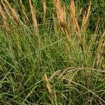 Carex hispida Alkat (teljes növény)