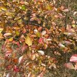 Vaccinium arboreum Leaf