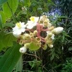 Conostegia chiriquensis 花