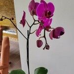 Phalaenopsis amabilisFlower