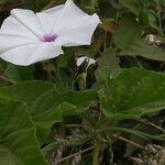 Ipomoea pandurata Hábito