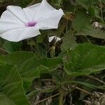 Ipomoea pandurata Costuma