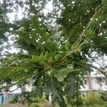 Quercus cerris Blatt