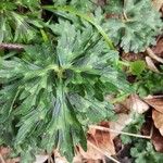 Ranunculus tuberosusBlad