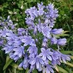 Agapanthus campanulatus Flower