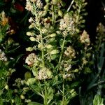 Reseda odorata Other