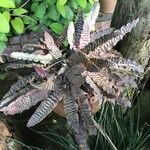 Cryptanthus zonatus Blad