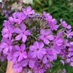 Phlox maculata Flor