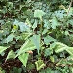 Persicaria chinensis Feuille