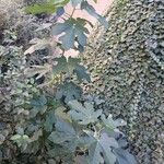 Ficus carica Облик