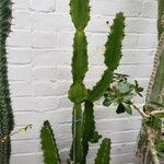 Euphorbia kamerunica Hábito