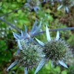 Eryngium planum Fiore