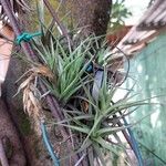 Tillandsia aeranthosFolha