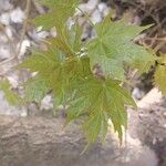 Acer platanoides Blad