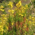 Hypericum empetrifolium Habit