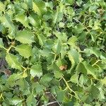 Prunus ilicifolia ഇല