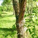 Acer triflorum Bark