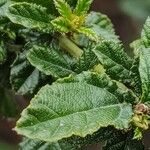 Ceanothus thyrsiflorusBlad