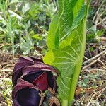 Symplocarpus renifoliusBlad