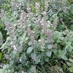 Clinopodium nepeta عادت داشتن