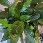 Spathiphyllum floribundum 葉