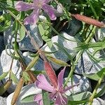 Saponaria sicula Fleur