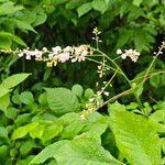 Hylodesmum glutinosum Floare