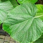 Clerodendrum speciosissimum Feuille