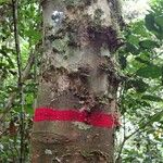 Hylodendron gabunense Corteza