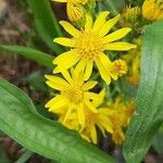 Senecio ampullaceus Flower