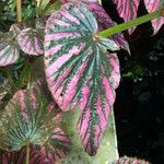 Begonia brevirimosa Leaf