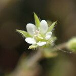 Arenaria serpyllifolia 花