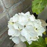 Hydrangea spp.Blüte