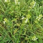 Stachys annua Hábito