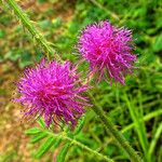 Mimosa diplotricha Λουλούδι