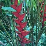 Heliconia caribaea Květ