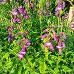 Penstemon barbatus Leaf