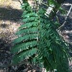 Peltophorum pterocarpum Leaf