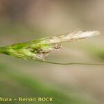 Carex halleriana Gyümölcs