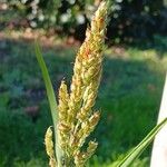 Sorghum bicolor Blomst