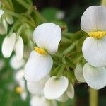 Begonia heracleifolia Кветка