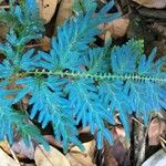 Selaginella willdenowii Други