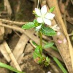 Sauvagesia tenella Цвят
