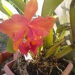 Cattleya brevipedunculata Çiçek