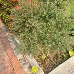 Melaleuca linariifolia Blatt