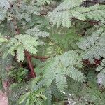 Mimosa tenuiflora Ліст