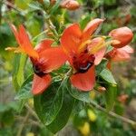 Ruttya fruticosa Цвят