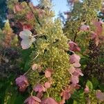 Hydrangea paniculata Květ