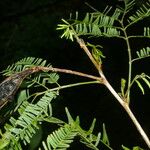 Zapoteca tetragona Lubje