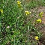 Biscutella auriculata Blomma